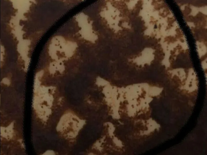 Гадание на кофе в Зеленогорске